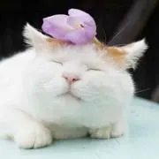 はなねこ