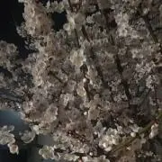 ばどらび