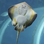 アカエイの画像