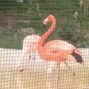 さやてぃ