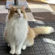 まゆ