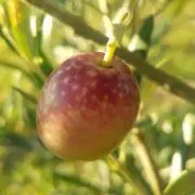 Oliveの画像
