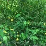 Pontaの画像