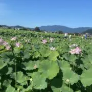 ひまわり