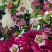 K.の画像
