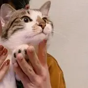 あゆみ