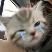 rの画像