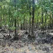 イルカの画像