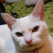 くるみ豆の画像