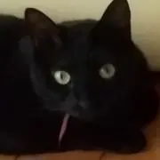 maimaiの画像