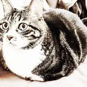 ひゅーまんの画像