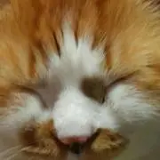 こめた