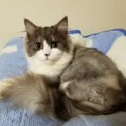 レイの画像