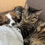 モコの画像
