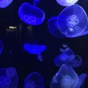ぷりん
