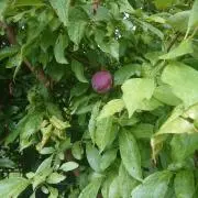 若 菜の画像