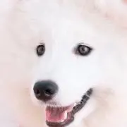 かばおの画像