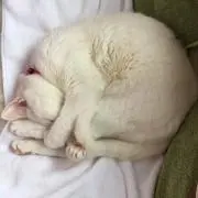 トトロ