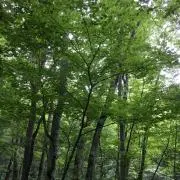 みんみんの画像