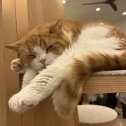 みれい