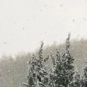 nnmooo