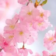 ぽにーの画像