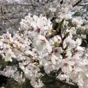 さくらの画像