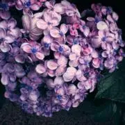 ✿ laya ✿の画像