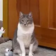 なおみの画像