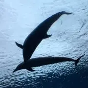 Hopeの画像