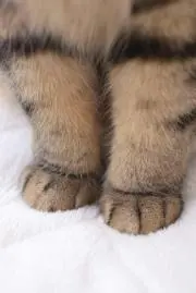 気ままな猫の画像