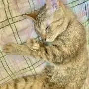 たろー