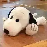 すぬの画像