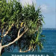 シルキー☆の画像