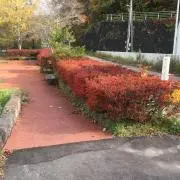 ありんこの画像