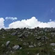 Nikoの画像