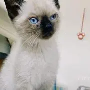 tank tankの画像