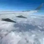 タイガの画像