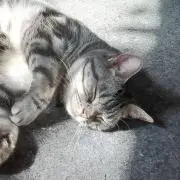 ひるねこの画像