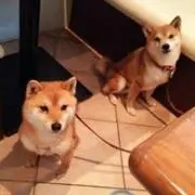 ゆうこ