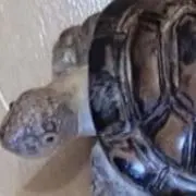たつ