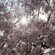 ももけん☆プロフ必須☆の画像