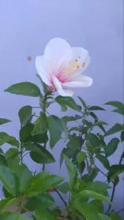Alohaの画像