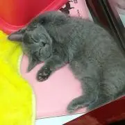 しーまんの画像