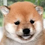 うなれっぱの画像