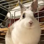 もふこ