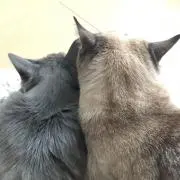 sophicoの画像