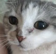 にょの画像