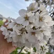 Jessieの画像