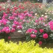 さえてる